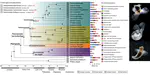 Evolution and biomineralization of pteropod shells