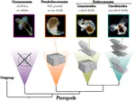 Evolution of Planktonic Gastropod Calcification