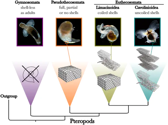 Evolution of Planktonic Gastropod Calcification