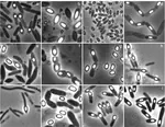 Understanding the evolutionary history and the diversity of bacterial endosporulation