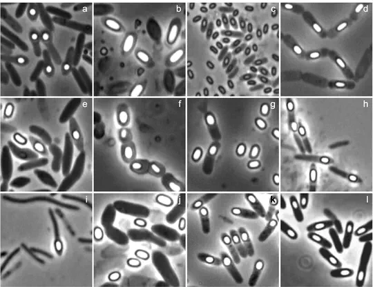 Understanding the evolutionary history and the diversity of bacterial endosporulation